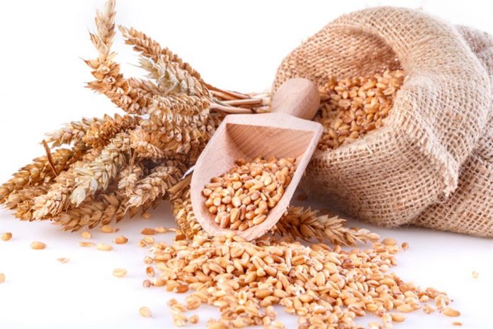 Ardent Brings Organic Wheat Program to Saskatchewan
