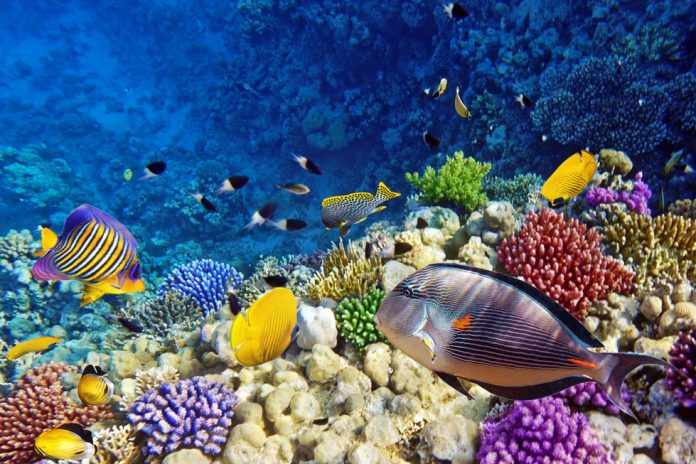 New study gives more proof that sunscreens threaten coral reefs