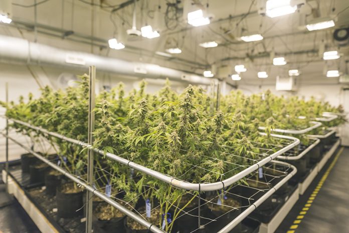 Aurora Cannabis and MedReleaf close largest cannabis industry transaction