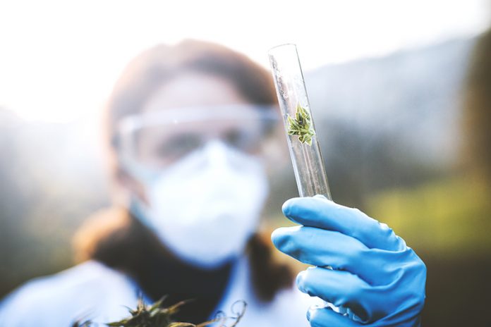 Cannabis research is looking up