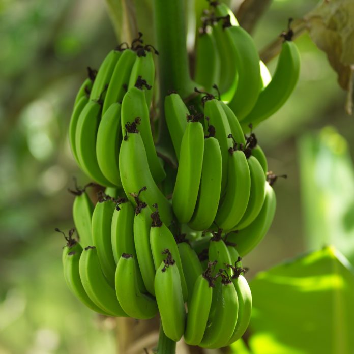 Genetically engineered bananas could increase vitamin A levels