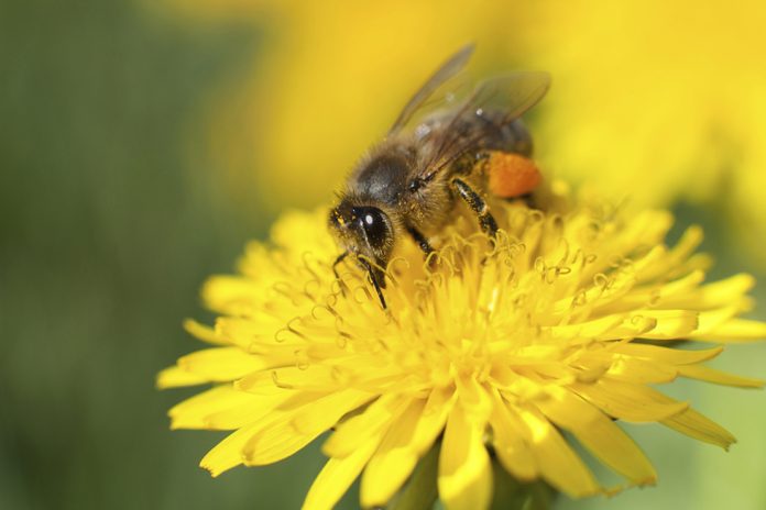 Ontario honey producers propose a lawsuit against pesticide companies