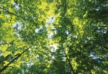 Green values