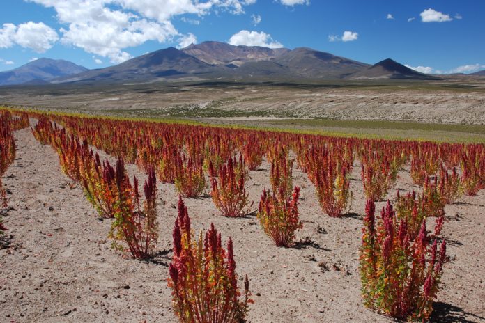 Kashi joins Andean Naturals to help Light-A-Community in rural Bolivia