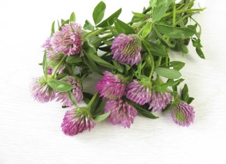 Therapeutic and molecular evidence for the use of soy and red clover in breast cancer