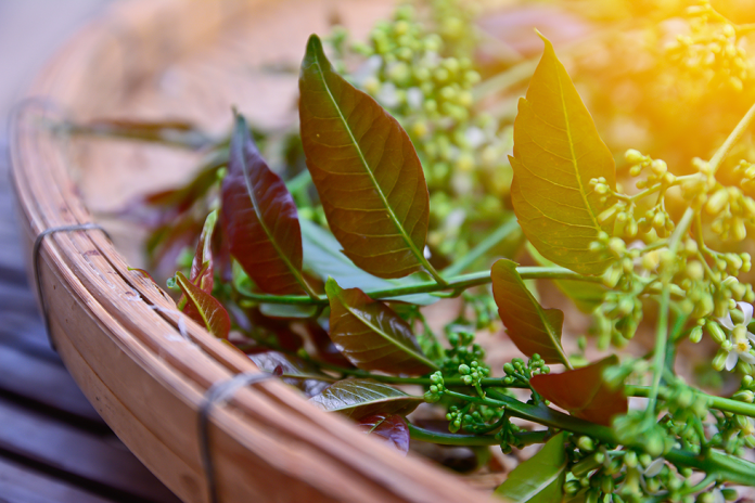Is neem a new wonder ingredient?