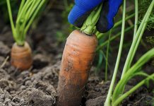 New Guidance On Government Action For Healthy Food Systems Launched