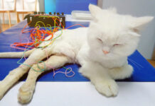 Acupuncture and herbs: a recipe to help geriatric pets and those with cancer