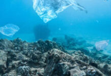 Ocean Wise and Save-On-Foods team up to help households take action against plastic pollution