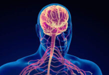 How to Build a High-Performance Nervous System Support Set