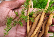 Shatavari: The Ancient Adaptogen Making Waves in Modern Women’s Health