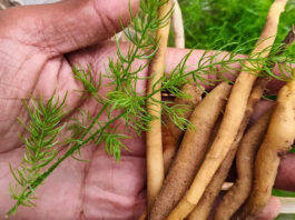 Shatavari: The Ancient Adaptogen Making Waves in Modern Women’s Health