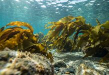 Seaweed Enters the Prostate Aisle: What Fucoidan’s First BPH Trial Means for Retailers Undaria pinnatifida brown seaweed, the source of the fucoidan studied for prostate BPH symptoms