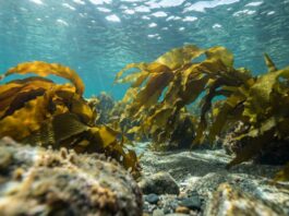 Seaweed Enters the Prostate Aisle: What Fucoidan’s First BPH Trial Means for Retailers Undaria pinnatifida brown seaweed, the source of the fucoidan studied for prostate BPH symptoms