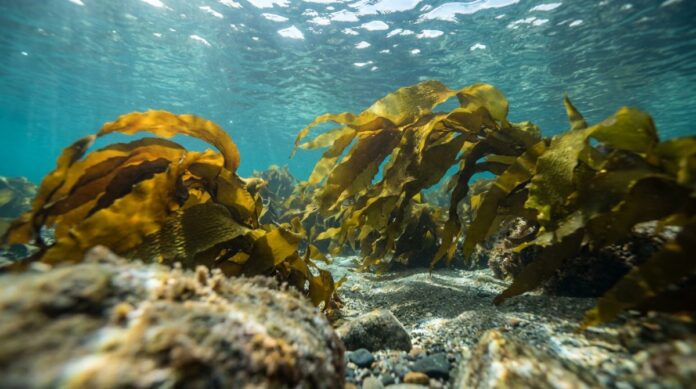 Undaria pinnatifida brown seaweed, the source of the fucoidan studied for prostate BPH symptoms